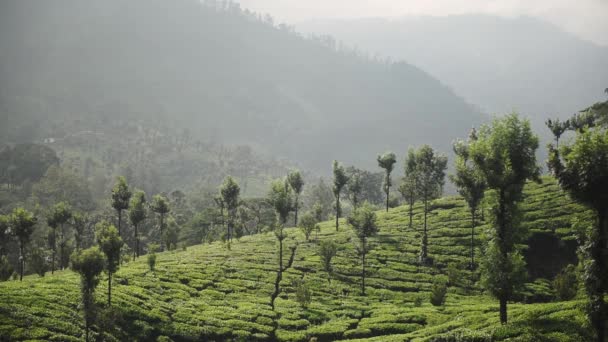 Landscape View Tea Plantations Munnar Kerala India Dusk — Stock video