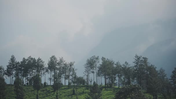 Landscape Mountain View Tea Plantations Munnar Kerala India Foggy Day — 图库视频影像