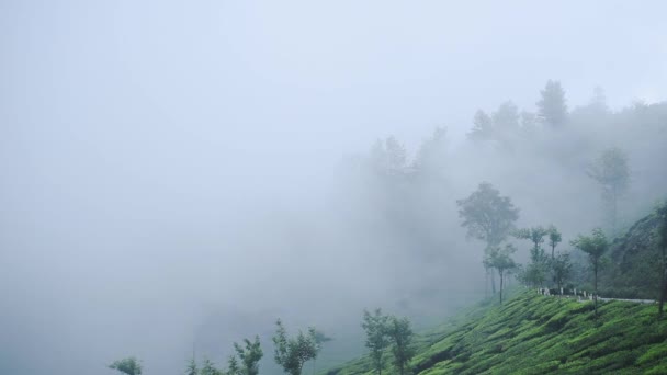 Fog Moving Tea Plantations Munnar Kerala India Moody Day — Vídeo de Stock