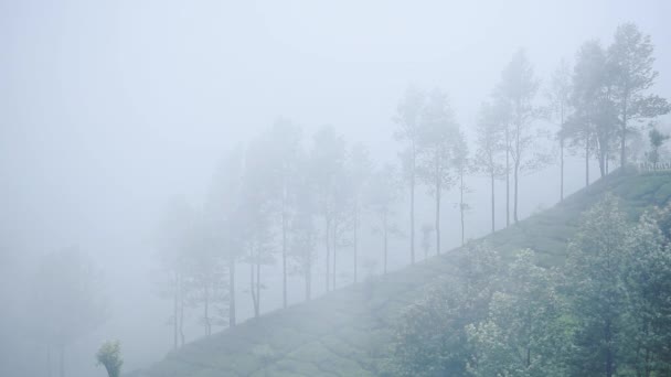 Landscape Mountain View Trees Tea Plantations Foggy Moody Day Munnar — 图库视频影像