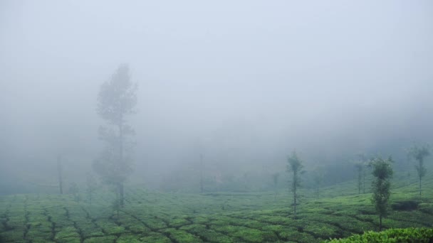 Vast Tea Plantation Hills Munnar Indian State Kerala Foggy Weather — Vídeos de Stock