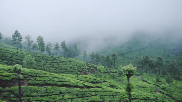 Landscape Mountain View Tea Plantations Foggy Day Munnar India — Vídeo de Stock