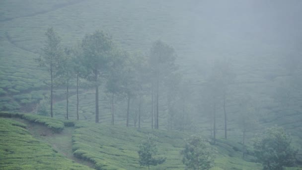 Landscape View Trees Tea Plantations Munnar Kerala India Foggy Moody — Video Stock