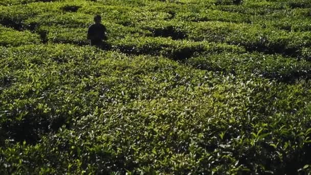Profile Man Wandering Taking Pictures Tea Plantation Munnar Wide Shot — Stock video