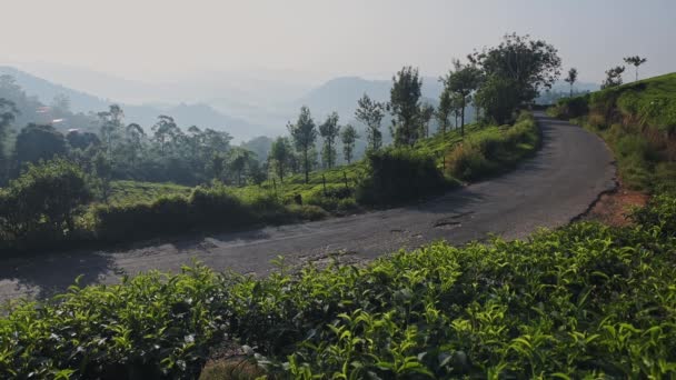 Landscape View Two Scooter Road Surrounded Tea Plantations Munnar India — Vídeo de Stock