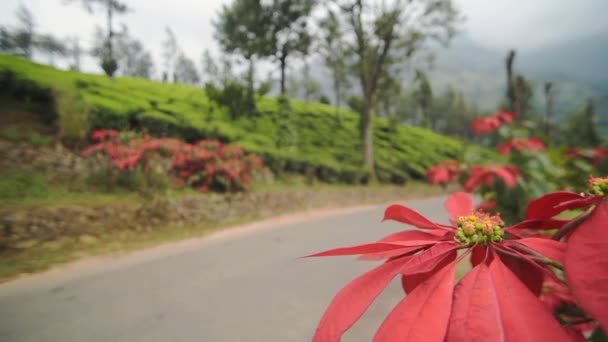 Квіти Red Poinsettia Висаджені Стороні Дороги Знаходиться Поруч Плантацією Чаю — стокове відео