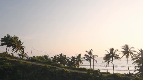 Palm Trees Dancing Wind Varkala Beach Dusk Kerala State India — Stockvideo