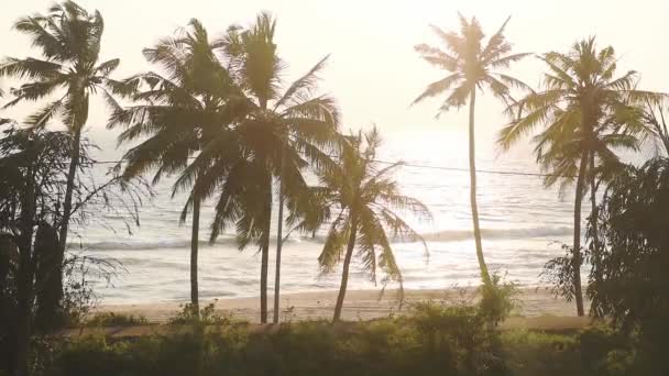 Small Road Tall Pine Tree Shore Varkala Beach Kerala India — Stock videók
