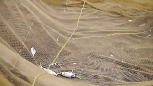 Collecting Caught Fish Traditional Fishing Net Kappil Beach Varkala India — Stock videók