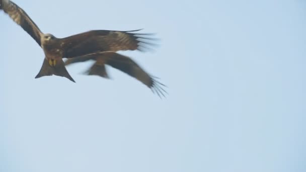 Group Hawk Flying Blue Sky Kappil Beach Varkala India Close — Video