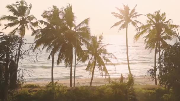 Man Walking Sea Shore Varkala India Tall Palm Trees Sunrise — Stockvideo