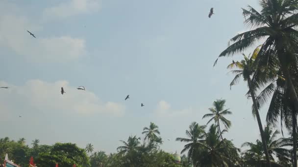 Птицы Пролетающие Над Пышными Деревьями Варне Индия Ярко Голубым Небом — стоковое видео