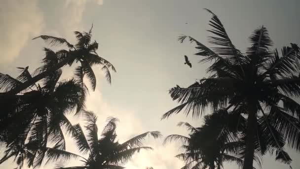 Панорамный Вид Пальмы Время Заката Индии Широкий Шот — стоковое видео