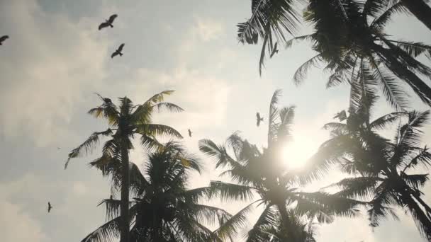 Птицы Летают Над Пальмами Варкале Индия Ярким Солнечным Днем Низкий — стоковое видео