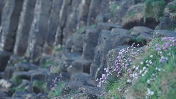 Wild Flowers Hexagonal Geological Formations Close View Giant Causeway Northern — 图库视频影像