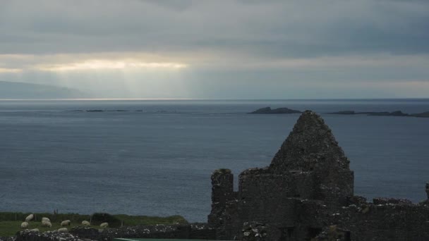 Dunluce Castle Overlooking Sun Shining Clouds Ocean Sheeps Feeding Green — Video Stock