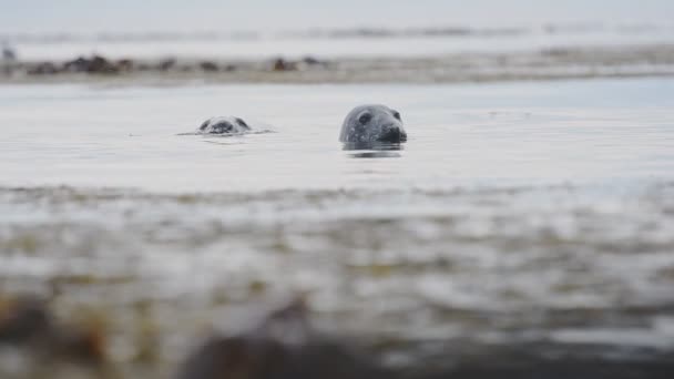 Harbor Seals Submerged Cold Waters Rathlin Island Ireland Closeup Shot — ストック動画