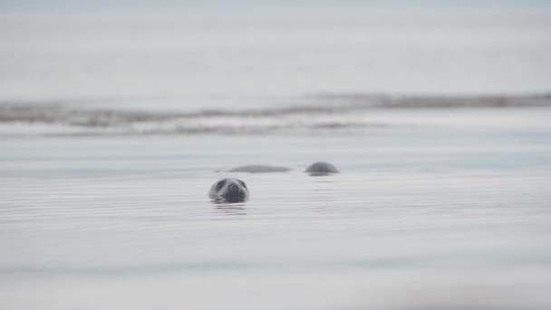 Seals Swimming Calm Water Rathlin Island Northern Ireland Medium Shot — Video