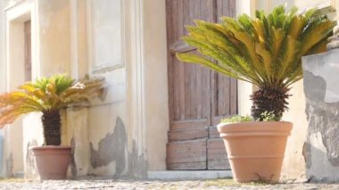 Decorative palm trees on the side of a traditional wooden door, Bracciano town, Italy