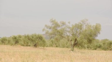 Landscape view of olive tree plantation on a countryside meadow in Italy