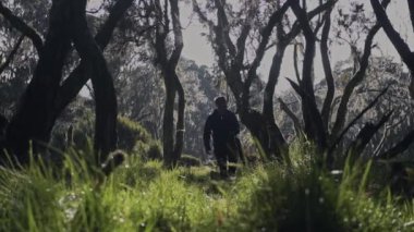 Walking through the tall, green trees of Aberdares, Kenya - wide shot