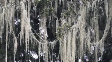 Detail of a tree branches covered in Old Mans Beard Moss, in a a national park in Kenya