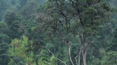 African mountain forest, Aberdare National Park, Kenya, on a cloudy and moody day