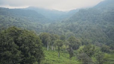Landscape view of african mountain forest, Aberdare National Park, Kenya