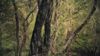 Detail of a tree covered in old mans beard moss plants, in Aberdares national park, Kenya