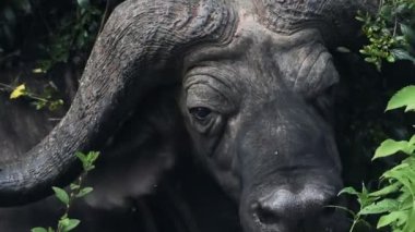 A black African Water Buffalo looking straight at the camera and wagging it's ears because of insects - close up