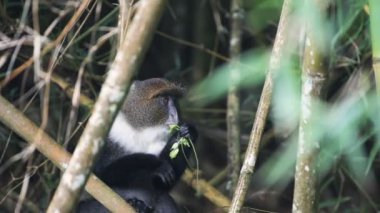 Sykes Monkey Hiding Behind The Bamboos Eating Leaves In Kenya Aberdare National Park - Closeup Shot