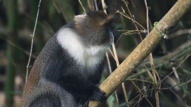 African wildlife in the wild, with a Sykes Monkey Hiding Behind The Bamboos Eating Leaves In Kenya Aberdare National Park - Closeup Shot