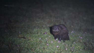 Extremely rare wildlife, a Melanistic Genet Cat (Genetta Genetta) seen in Aberdare National Park on in Kenya, Africa