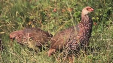 Jackson's Francolin Birds Pecking On The Green Grass At Aberdare National Park In Kenya On A Sunny Day - Closeup Shot