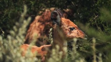 Young African Antelope Standing Behind The Grasses In Aberdare National Park In Kenya - Closeup Shot
