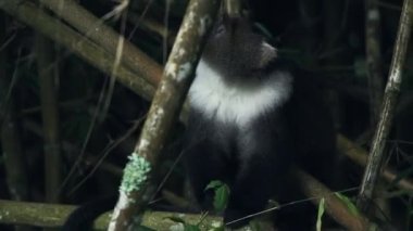 African wildlife in the wild, with a Sykes Monkey Hiding Behind The Bamboos Eating Leaves In Kenya Aberdare National Park - Closeup Shot