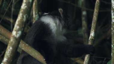 Sykes Monkey Hiding Behind The Bamboos Eating Leaves In Kenya Aberdare National Park - Closeup Shot