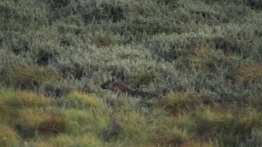 A hyena running across the green grasslands of Aberdares , Kenya - slow motion