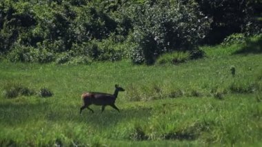 A beautiful deer cautiously walking across the green grass plains of Aberdares, Kenya - slow motion