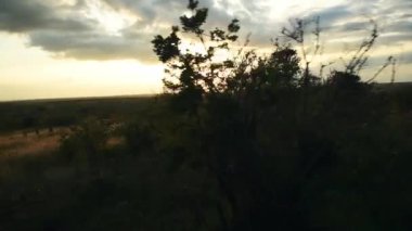 Sunset landscape view from a safari truck through the kenyan bush, Africa