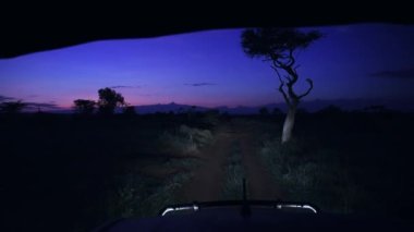 View from a safari truck of a savannah landscape, at dusk, Kenya, Africa