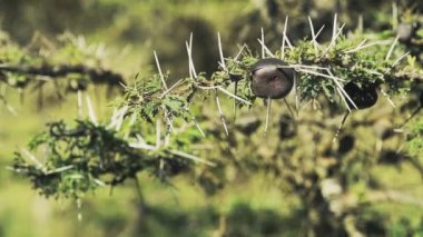 Detail of thorn on tree branches, in the Kenyan bush, Africa