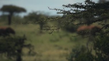 The African Bush Elephants Passing By The Meadows In El K Wildlife Under The Summer Weather. -wide shot