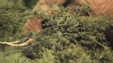 An African Bush Elephant Walking Alone Behind The Plants Inside The El Karama Lodge. -medium shot