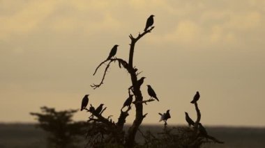 The silhouette Of Birds Sit At the top of The Bare Tree Inside The El Karama Lodge In Laikipia, Kenya. -wide shot