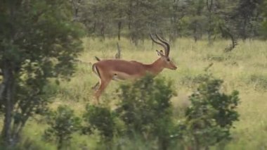 Black-faced Impala With Long Horns Walking In The Wilderness In El Karama Lodge In Kenya.-wide rolling