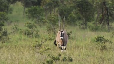 A Single Gemsbok Standing In The Grassland And Waving Its Tail In El Karama Lodge Kenya.- wide shot