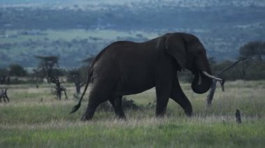 Landscape view of a male elephant walking through the Kenyan savannah, Africa