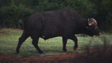 African buffalo walking through a grassland in the bush, in Kenya