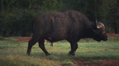 African buffalo walking through the bush, in Kenya